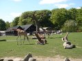 zoo 061
